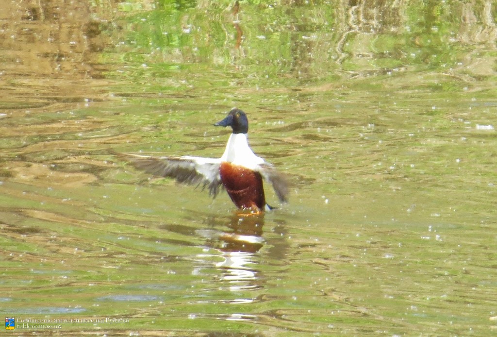 Краснокнижные животные в нашем посёлке 5 Краснокнижные животные в нашем посёлке 5