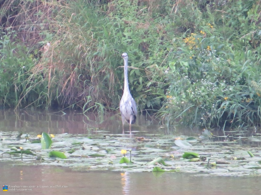 Птицы: Красная книга Москвы и Надзорный список