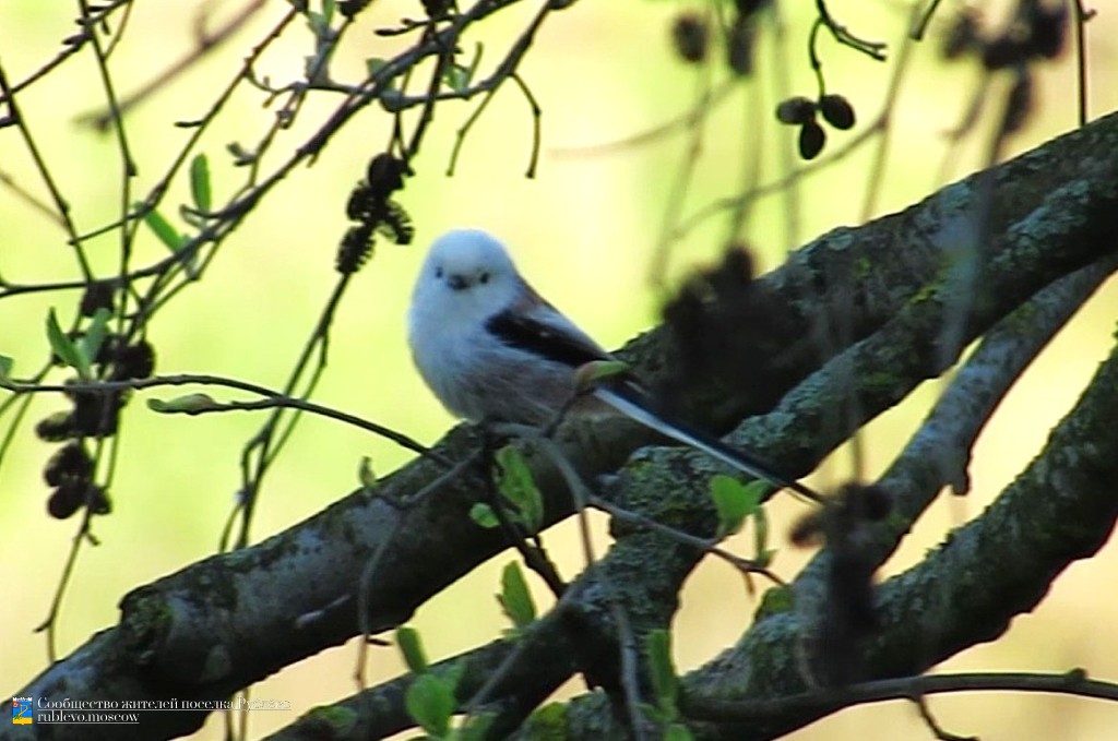 Краснокнижные животные в нашем посёлке 0 Краснокнижные животные в нашем посёлке 0